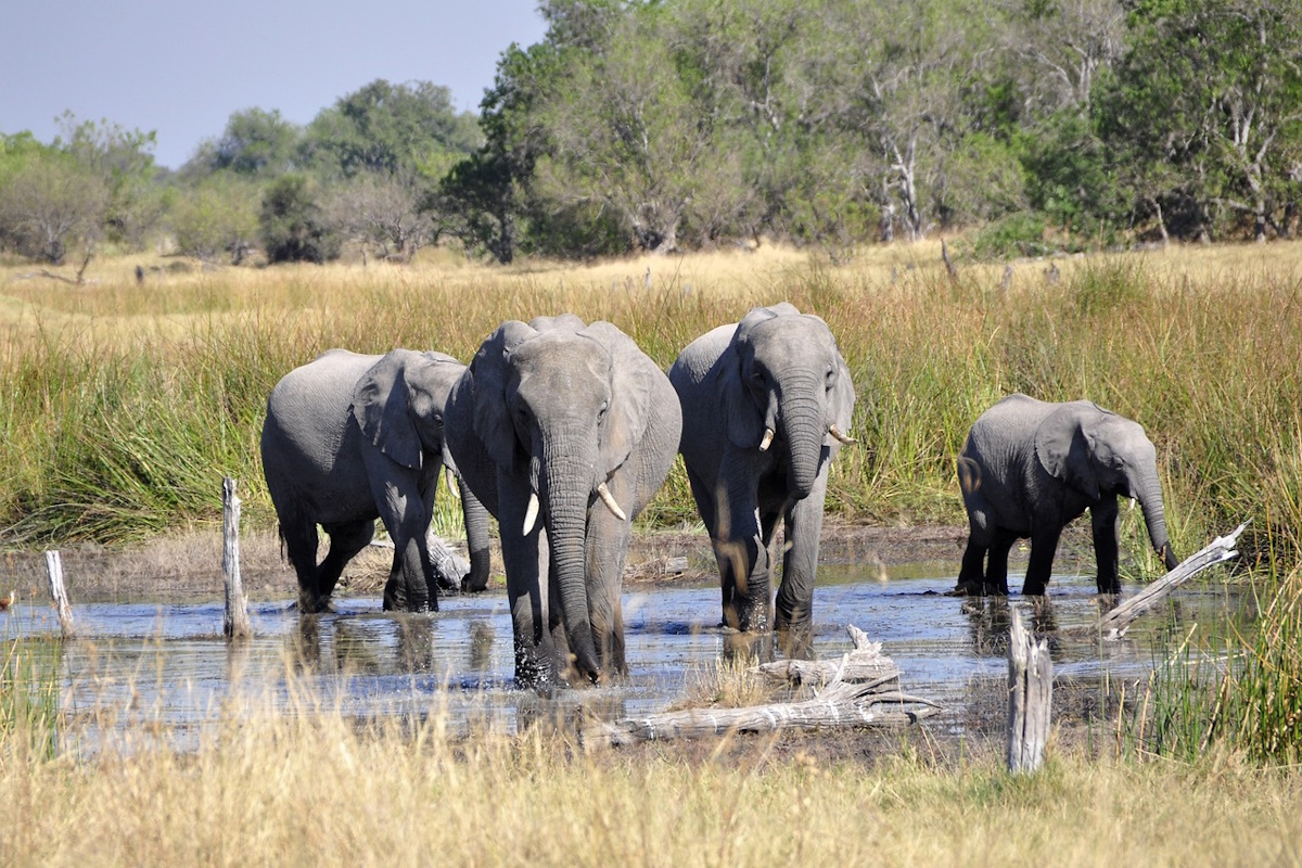 A herd of elephants walking through the savanna at sunset