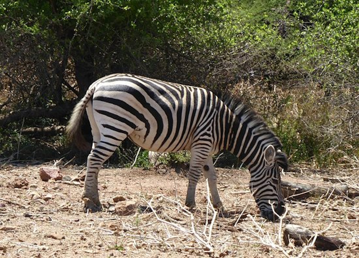 Giraffes and zebras in Gaborone Game Reserve